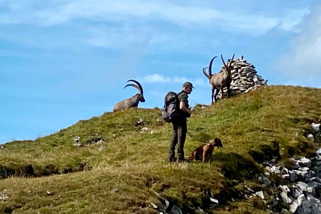 SRF bi de Lüt – Echte Tierhelden Wildhüter Urs Büchler bei den Steinböcken im Alpstein 2022