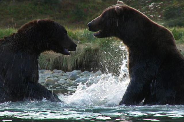 SRF DOK: Der Bär in mir Zwei rivalisierende Bärenmännchen