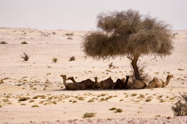 SRF DOK Katar – Perlen im Sand Selbst Kamele suchen in der Mittagshitze Katars Schutz vor der sengenden Sonne.