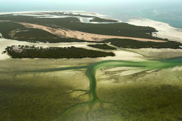 SRF DOK Katar – Perlen im Sand Die letzten Mangroven-Bestände im Nordosten Katars