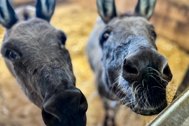 SRF bi de Lüt – Echte TierheldenStaffel 4Nicht weniger als 42 Esel haben bei Viktor und Hanni Huber im Zürcherischen Feldbach ein zu Hause gefunden. 2023Copyright: SRF