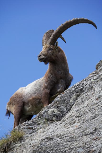 SRF DOKDas Leben eines SteinbocksDer Steinbock ist eines der widerstandfähigsten Tiere der Alpen.Copyright: SRF