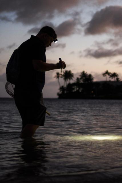 SRF DOKWalangriffe und Killer-Keime – «Der Schwarm» im Licht der WissenschaftMeeresforscher untersuchen an der Küste Hawaiis leuchtende TintenfischeCopyright: SRF/ZDF/Chris Grewe