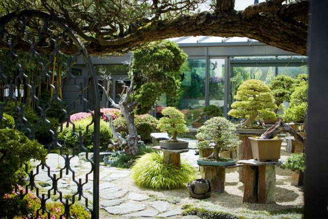 Hinter den HeckenBonsaigarten in Boswil AGStaffel 6Folge 9In Pius Notters privatem Garten stehen seine liebsten Bonsai-Bäume in einer japanisch gestalteten Anlage.2023Copyright: SRF