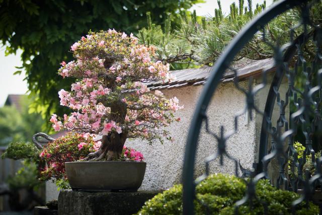 Hinter den HeckenBonsaigarten in Boswil AGStaffel 6Folge 9In Pius Notters privatem Garten stehen seine liebsten Bonsai-Bäume in einer japanisch gestalteten Anlage.2023Copyright: SRF