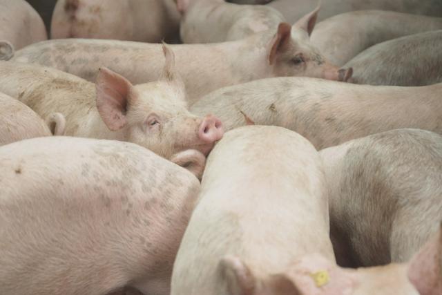 Reporter Stunk wegen SchweinegestankSchweinegülle verursacht einen beissenden Geruch.Copyright: SRF