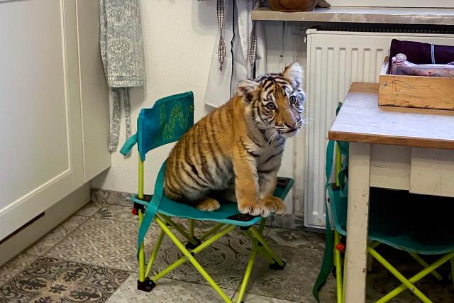 Auf und davonSchweizer Auswanderer – Wiedersehen in Deutschland Folge 2Das 13 Wochen alte Tigerbaby lebt in der Küche der Auswanderer. 2023Copyright: SRF
