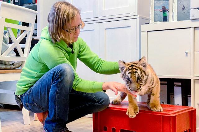 Auf und davonSchweizer Auswanderer – Wiedersehen in Deutschland Folge 2Alexandra Taetz in der Küche mit ihrem 13 Wochen alten Tigerbaby.2023Copyright: SRF