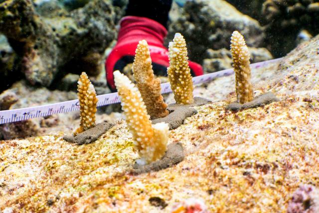 ReporterDer KorallengärtnerKorallen werden mit Zement ins Riff gepflanzt.Copyright: SRF