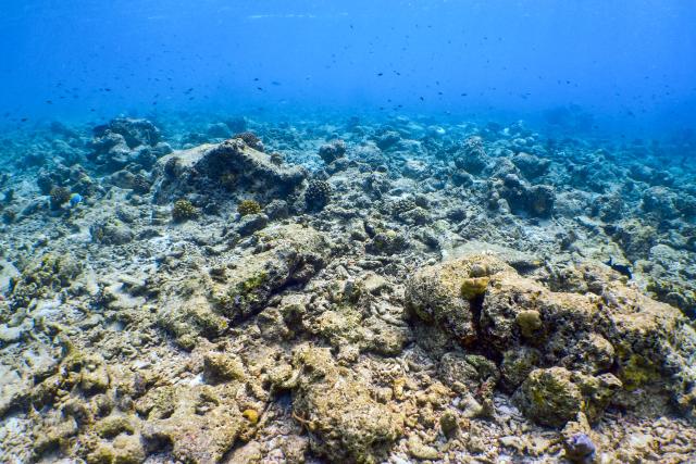 ReporterDer KorallengärtnerTotes Riff in den Malediven: Hier sollen neue Korallen gepflanzt werden.Copyright: SRF