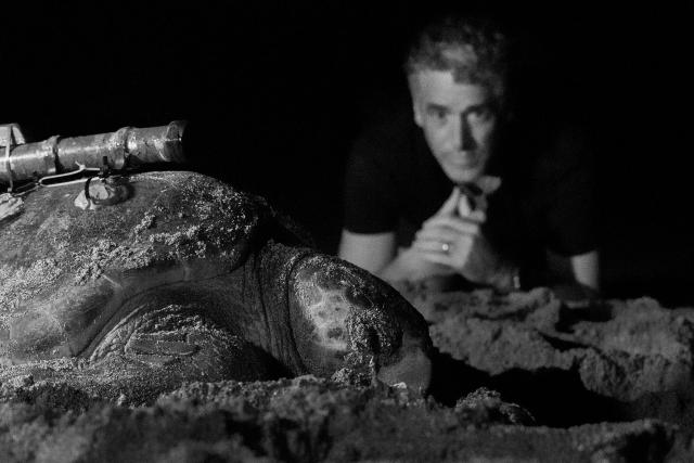 SRF DOKTiere hinter der Kamera (1/2)Gordon Buchan beobachtet eine unechte Karettschildkröte, die mit einer Bordkamera ausgestattet ist.Copyright: SRF/BBC Studios