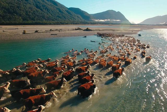 SRF DOKMit dem Zug durch Neuseeland – Die Südinsel: Vom Pazifik in die SüdalpenRindertrieb: Traditionelle Rinderzucht entlang des Arawhata FlussesCopyright: SRF