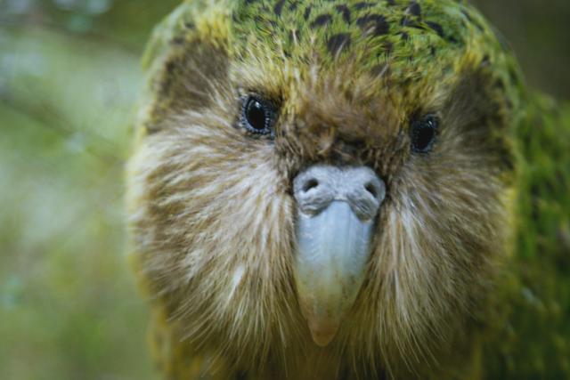 SRF DOKWildes Neuseeland – Kampf ums ParadiesEulenpapagei Sirocco ist der offizielle ‘Botschafter‘ der Kakapos sowie aller bedrohten einheimischen Tierarten Neuseelands. Copyright: SRF/Doclights NDR Naturfilm & BB