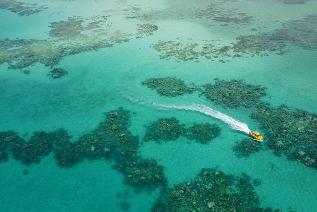 SRF DOKDie Wächter des Great Barrier Reef – Die MeeresgigantenDas Great Barrier Reef - eines der bedeutendsten NaturwunderCopyright: SRF/ARTE