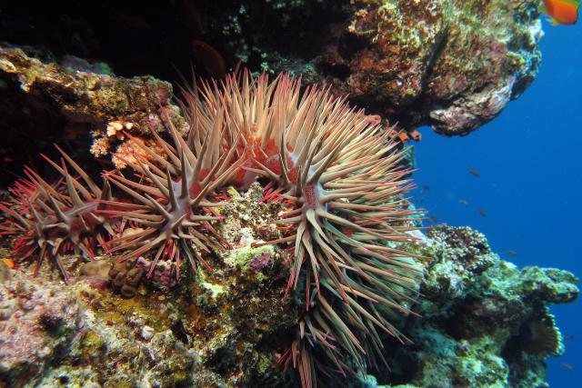 SRF DOKDie Wächter des Great Barrier Reef – Die KorallenDas Great Barrier Reef - kann diese unschätzbare Biodiversität noch gerettet werden?Copyright: SRF/ARTE/Getty Images/iStockphoto