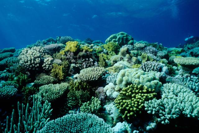 SRF DOKDie Wächter des Great Barrier Reef – Die KorallenDas Great Barrier Reef ist das grösste tierische Bauwerk unseres PlanetenCopyright: SRF/ARTE/Getty Images