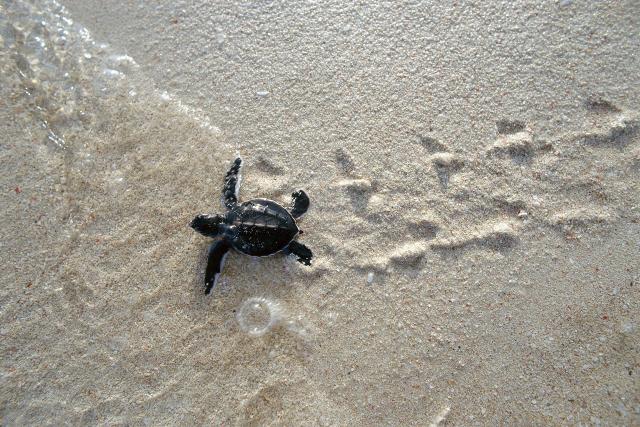 SRF DOKDie Wächter des Great Barrier Reef – Die Schildkröten von Raine IslandDie Meeresschildkröte ist entscheidend für das Gleichgewicht des Great Barrier Reefs.Copyright: SRF/ARTE