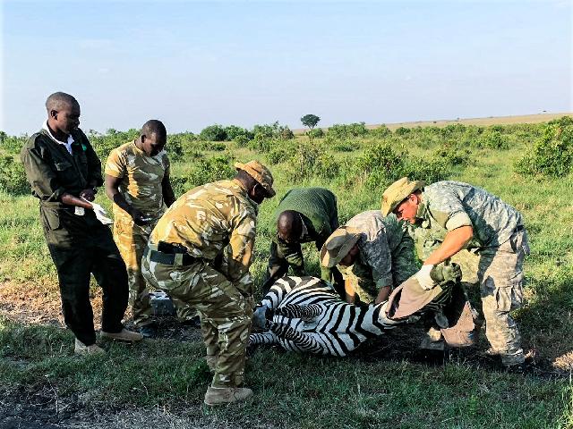 Jobtausch Folge 3 - Tierpfleger 2019 Untersuchung eines Zebras in der Masai Mara: Mathew Mutinda, Dominic Kast, Simon Seiler und weitere Kollegen.
