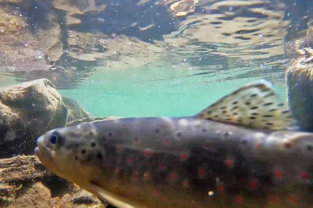 «NETZ NATUR»: Schweizer Jugend filmt ... wilde Tiere ...