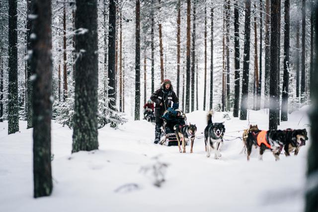 DOK - Abenteuer Lappland: Die Husky-Tour des Lebens Juho Ylipiessa führt die Gruppe sicher durch die Wälder Lapplands
