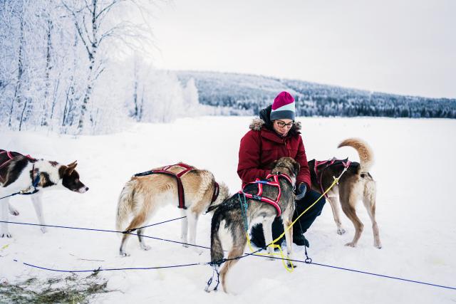 DOK - Abenteuer Lappland: Die Husky-Tour des Lebens Michelle Huwiler versorgt ihre Schlittenhunde