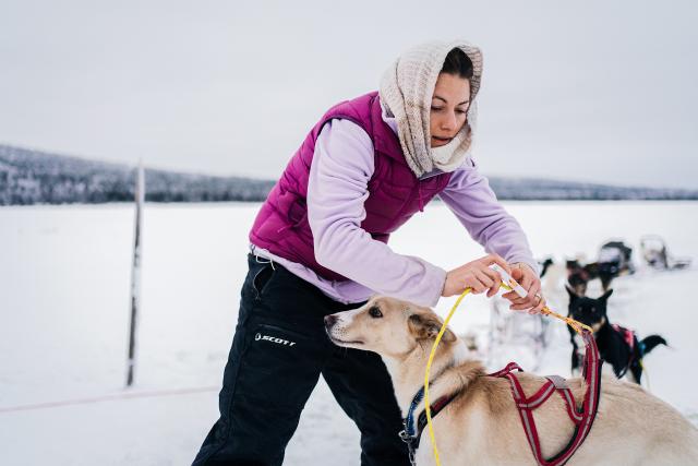 DOK - Abenteuer Lappland: Die Husky-Tour des Lebens Barbara Studer macht ihren Husky für die Tour bereit